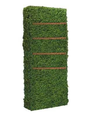 Boxwood Hedge Champagne Wall