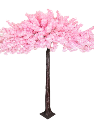 Cherry Blossom Tree