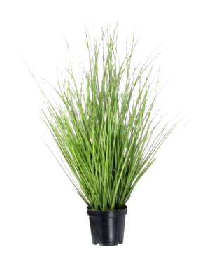 15” Fountain Grass