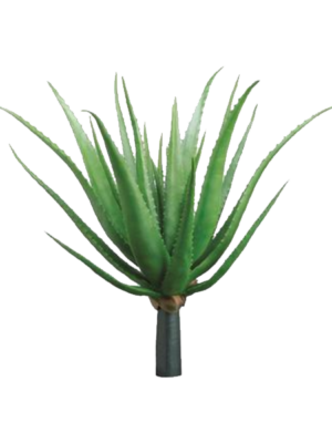 Agave Plant
