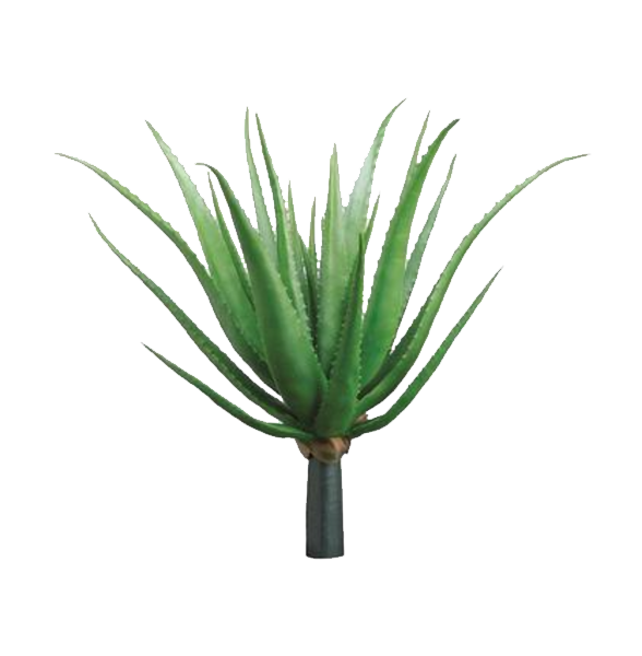 Agave Plant