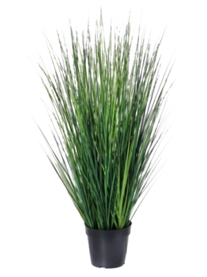36” Fountain Grass