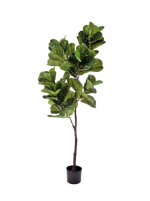 5’ Fiddle Leaf Fig