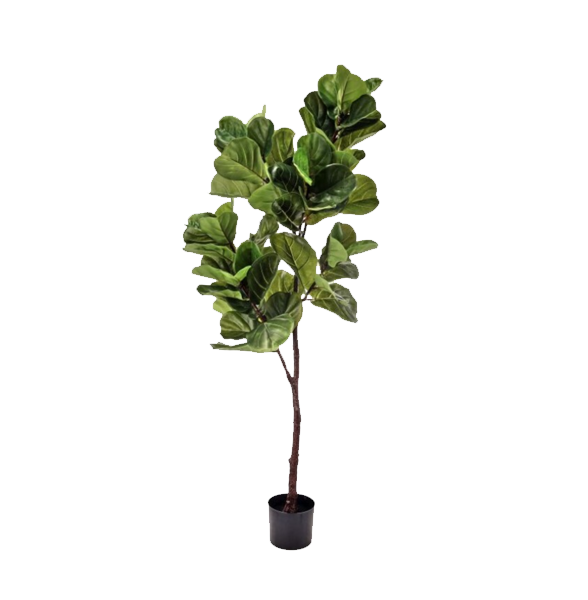 5’ Fiddle Leaf Fig