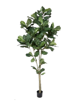 7’ Fiddle Leaf Fig