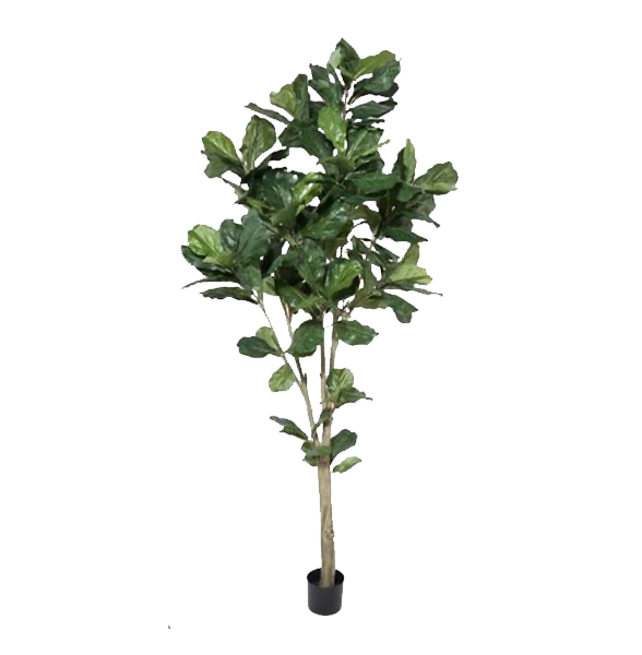 7’ Fiddle Leaf Fig