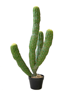 Multi Trunk Cactus