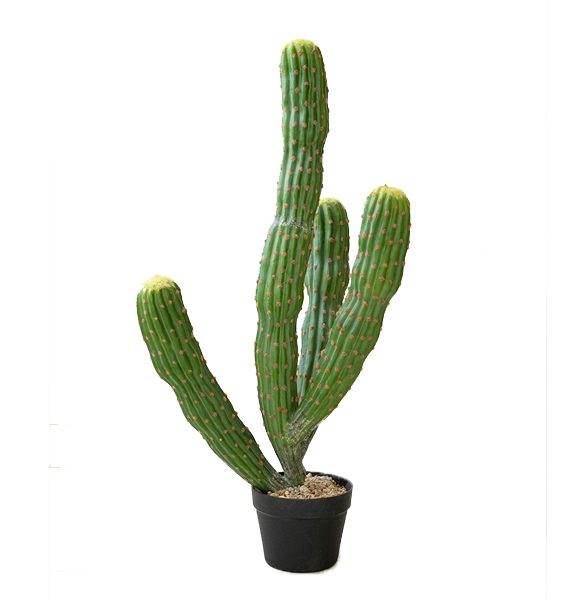 Multi Trunk Cactus