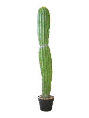 Single Trunk Cactus